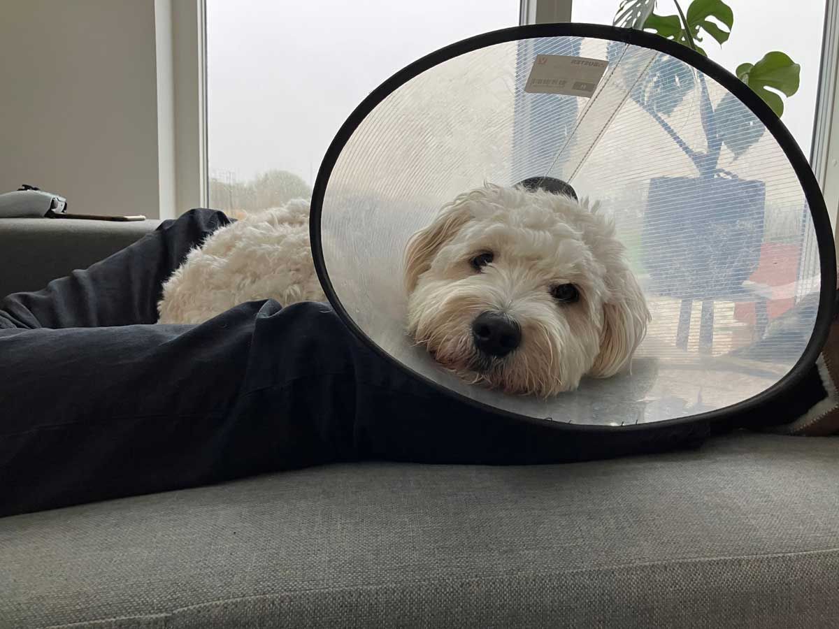 Dog lying on a bed wearing an elizabethan collar
