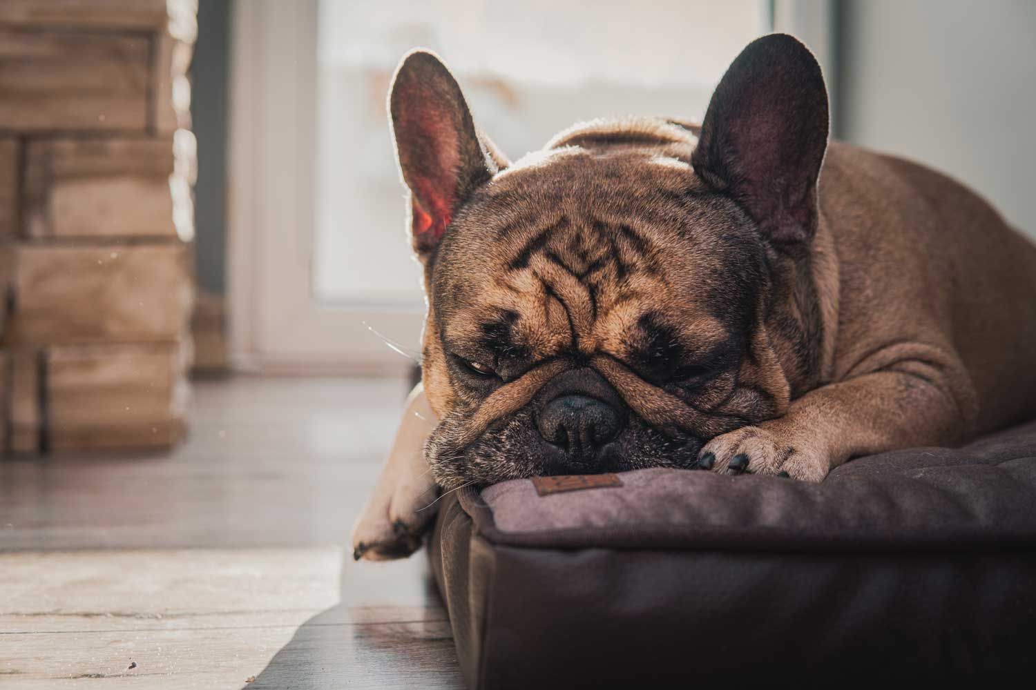 A Complete French Bulldog Dog Breed Guide