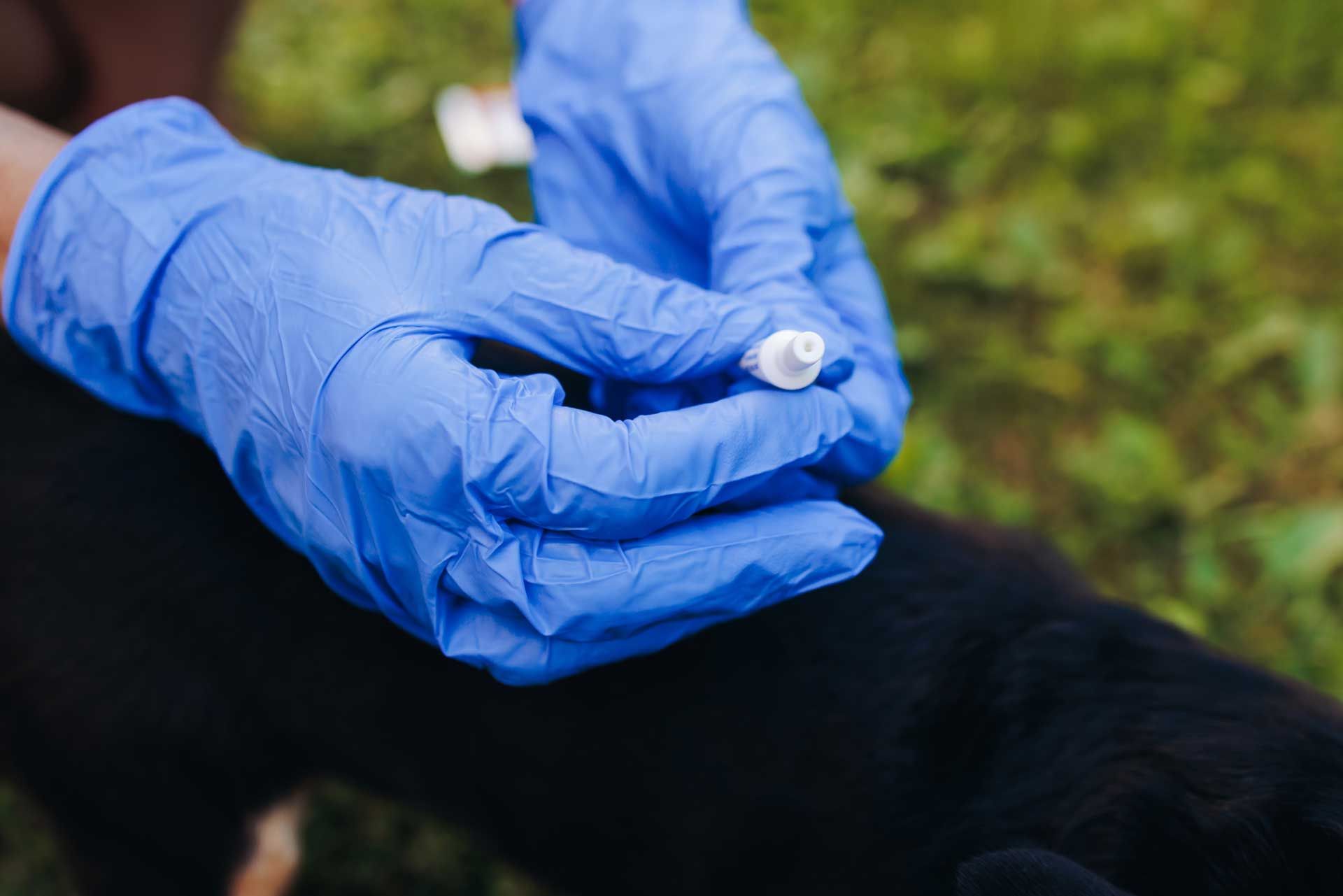 Close-up of vet preparing a flea and tick injection