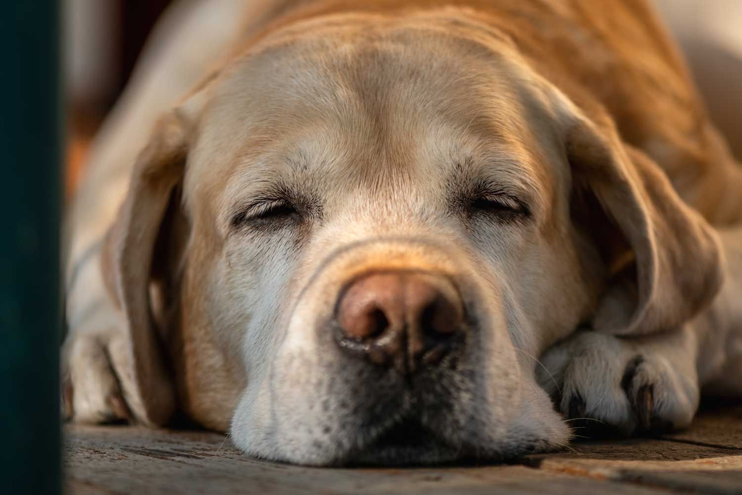 Yellow Labrador Retriever sleeping peacefully — close-up of a relaxed Lab's face