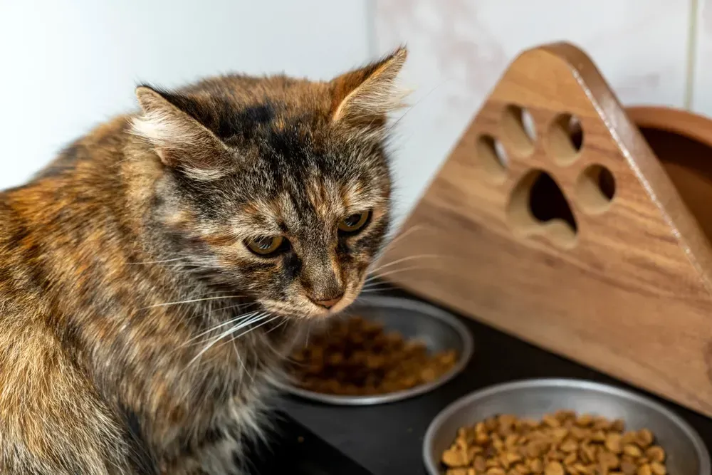 Tortoiseshell cat beside food bowls and a wooden feeder, sniffing its meal