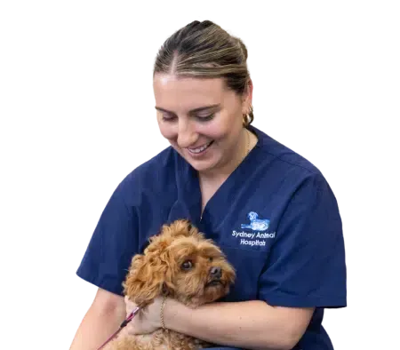 Veterinarian in blue scrubs smiles while holding a small brown dog.