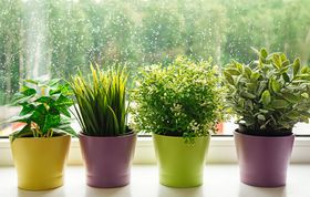 Four potted plants are sitting on a window sill.