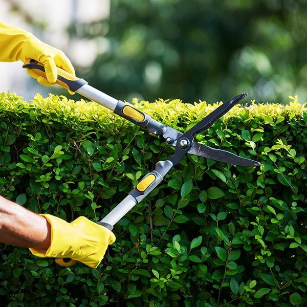 A person wearing yellow gloves is cutting a hedge with a pair of scissors. A person wearing yellow gloves is cutting a hedge with a pair of scissors.