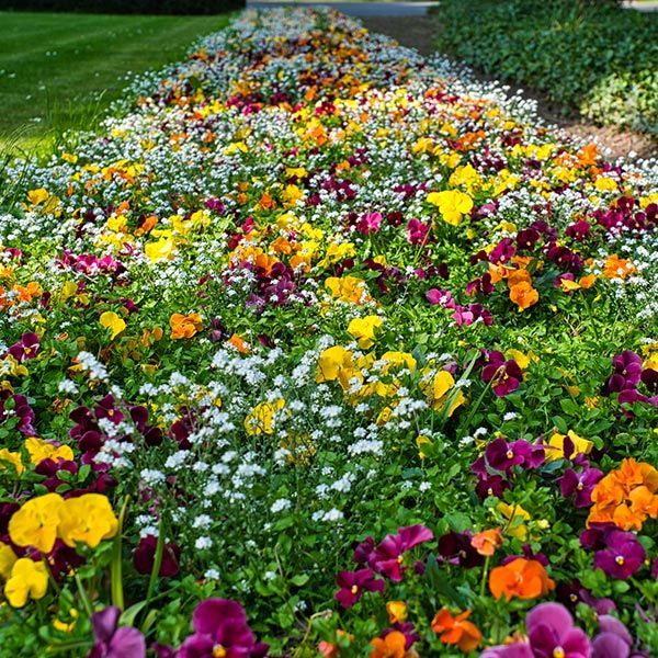 There are many different types of flowers in this garden. There are many different types of flowers in this garden.