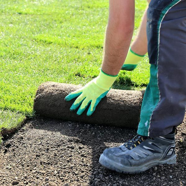 A person wearing yellow gloves is rolling a roll of grass. A person wearing yellow gloves is rolling a roll of grass.