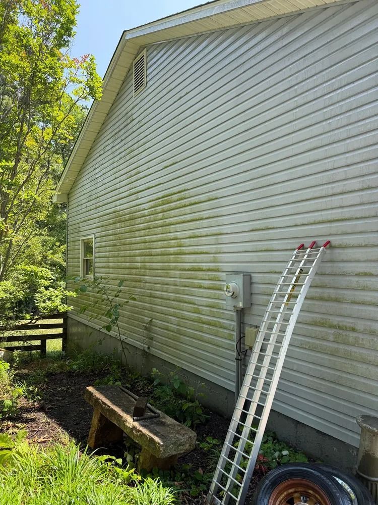 A light-colored vinyl-sided house wall shows significant green mold growth, with an aluminum ladder leaning against it.
