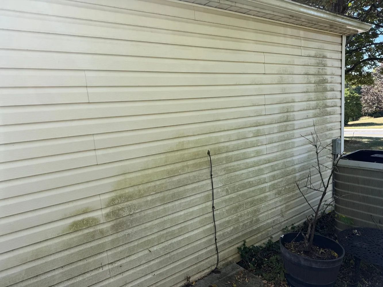 A side exterior wall of a house with light-colored horizontal vinyl siding covered in patches of green mildew and algae.