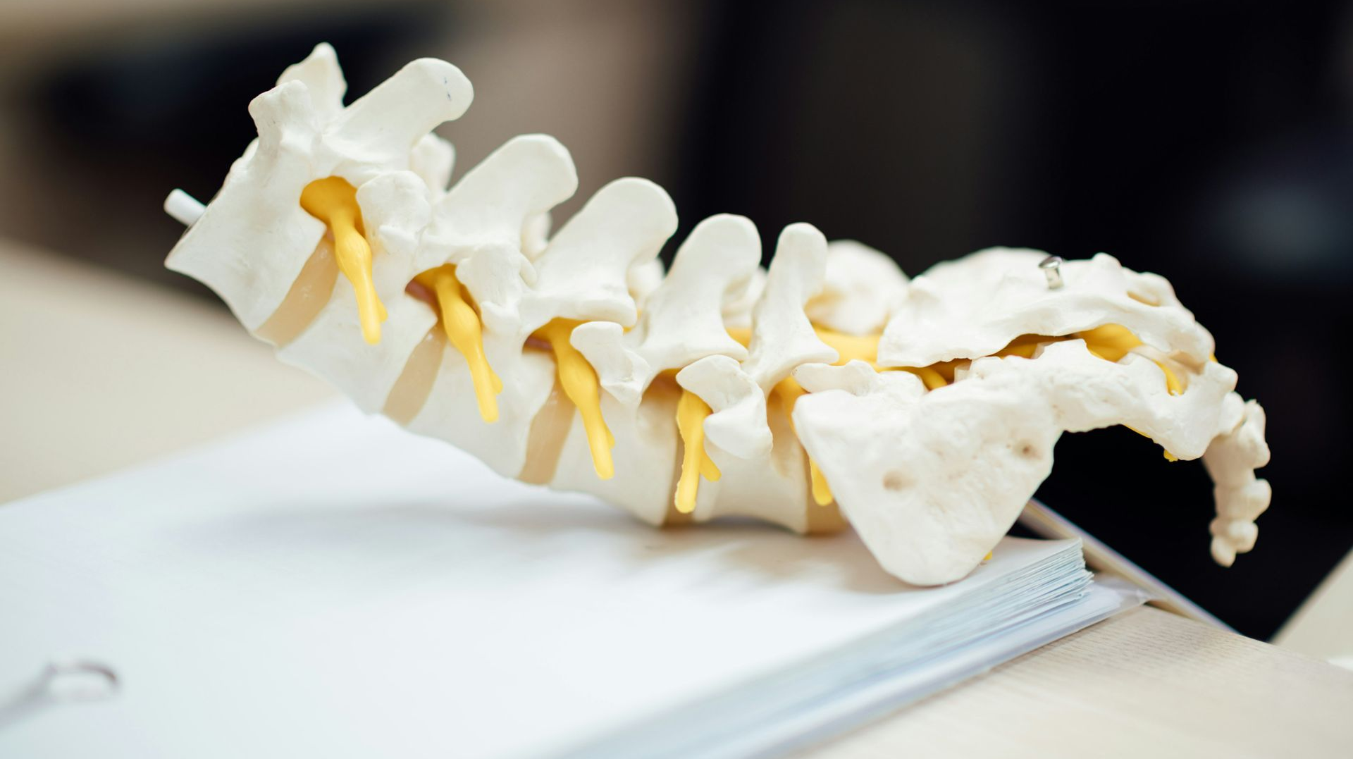 Model of human spine, bone-colored, with yellow spinal cord sections. Sitting on a white binder, against a blurry dark background.