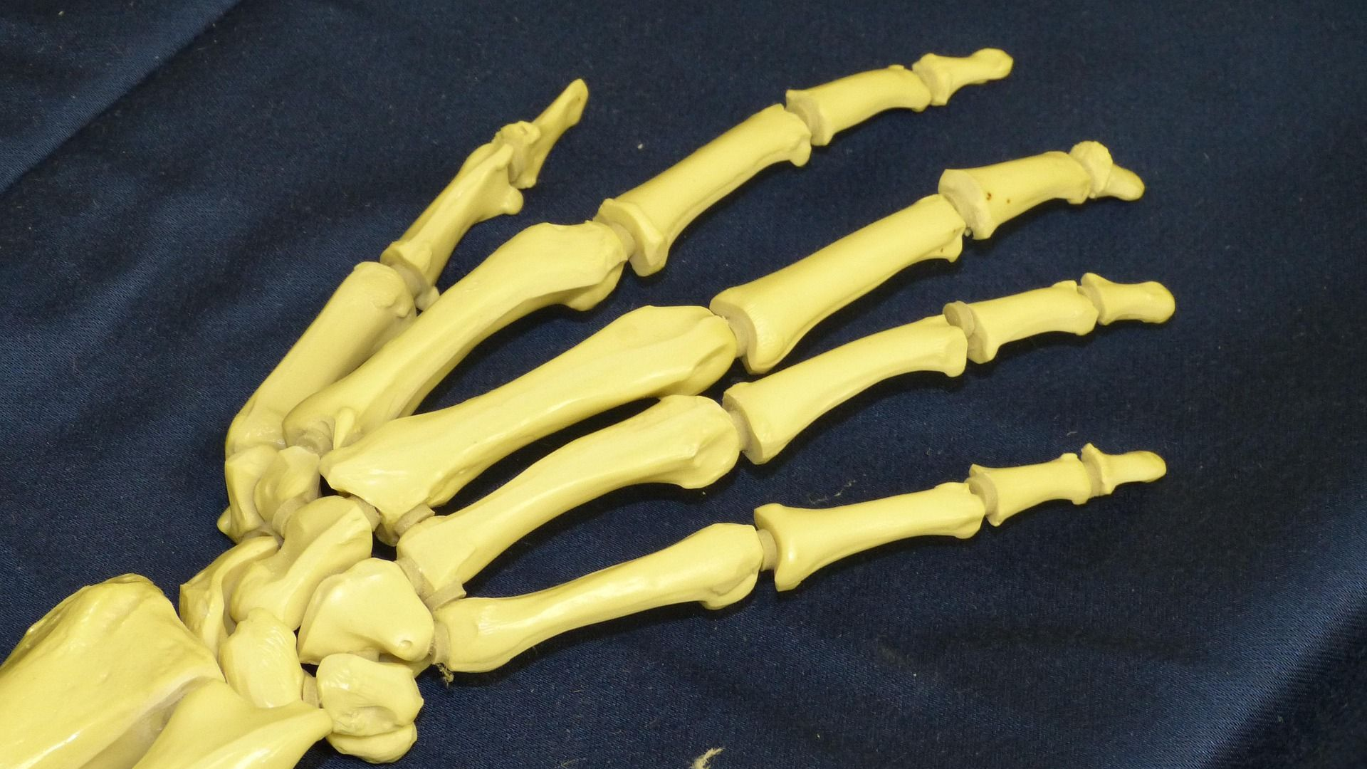 Model of a human hand skeleton, beige plastic, on blue fabric.
