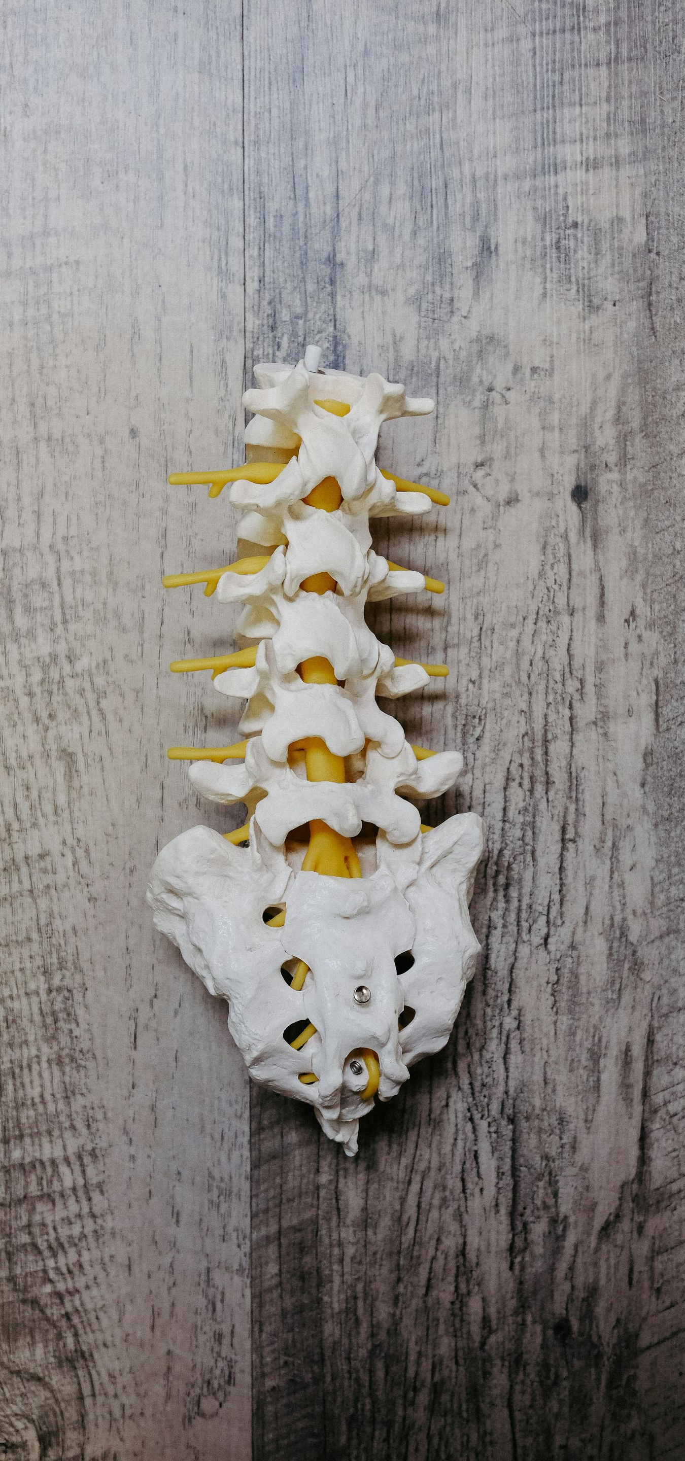 A model of a human spine on a wooden surface.