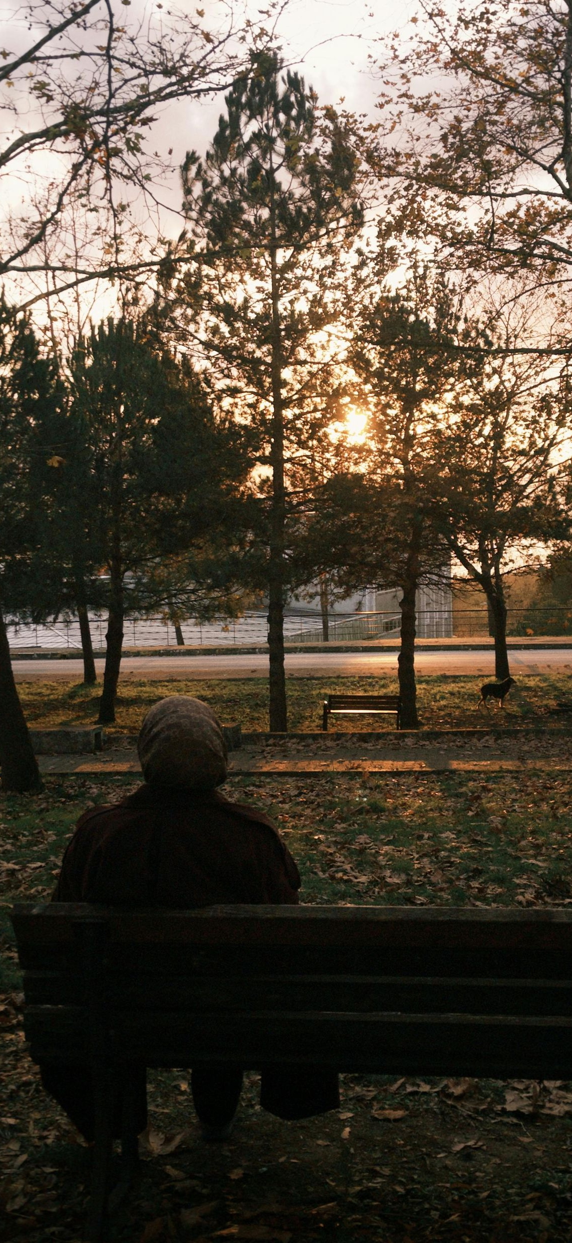 Person seated on a park bench, looking at trees. Sunset in the background.