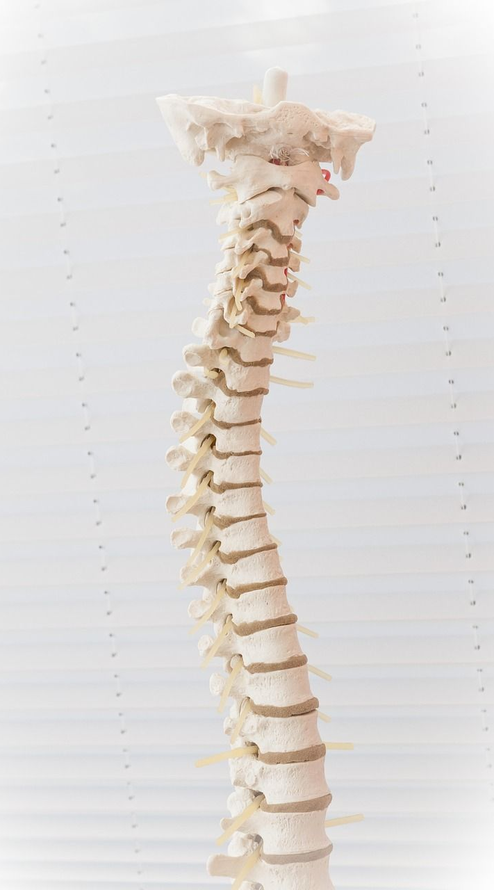 Model of a human spine, curved and off-center, against a white background.