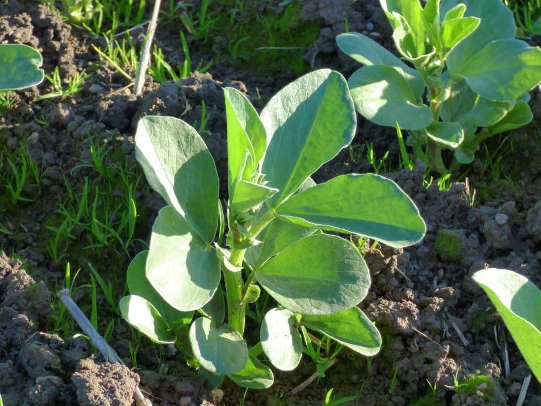 New Born Plant — Pulse Grains in Australia