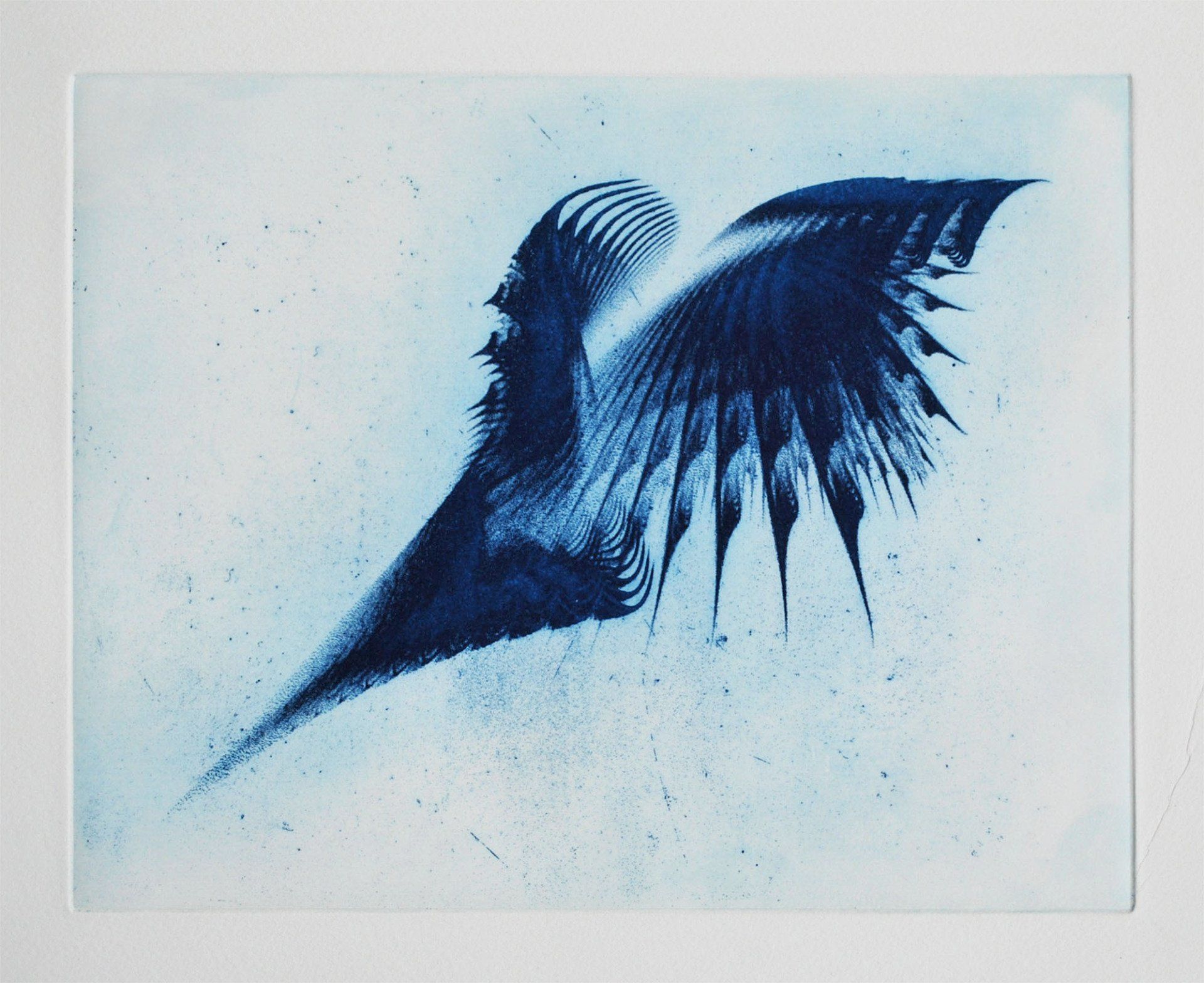 Photo-etching of fractal shell.