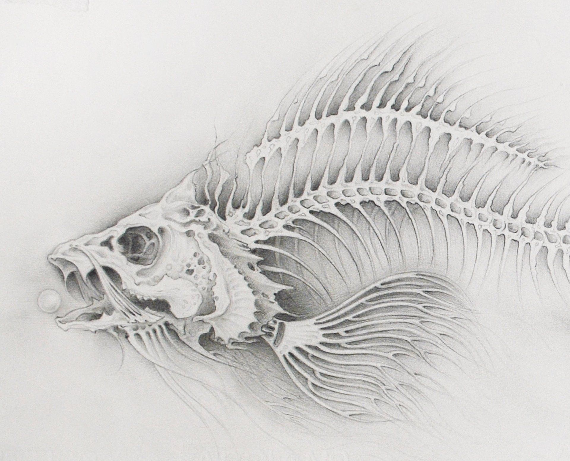 Fish skeleton pancil drawing