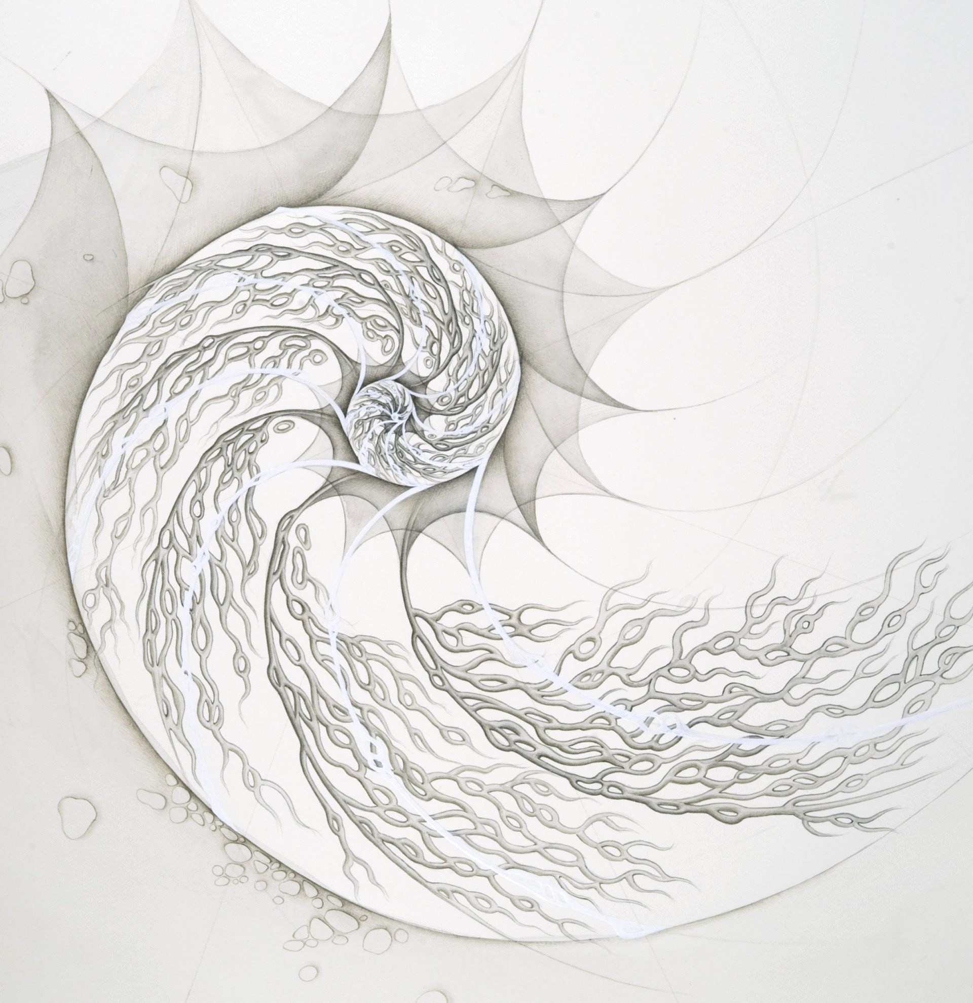 Nautilus spiral watercolour drawing