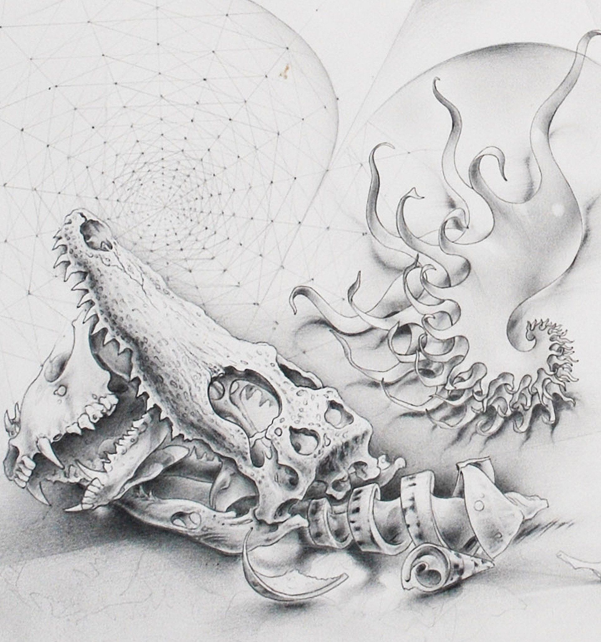Pencil drawing of shells.