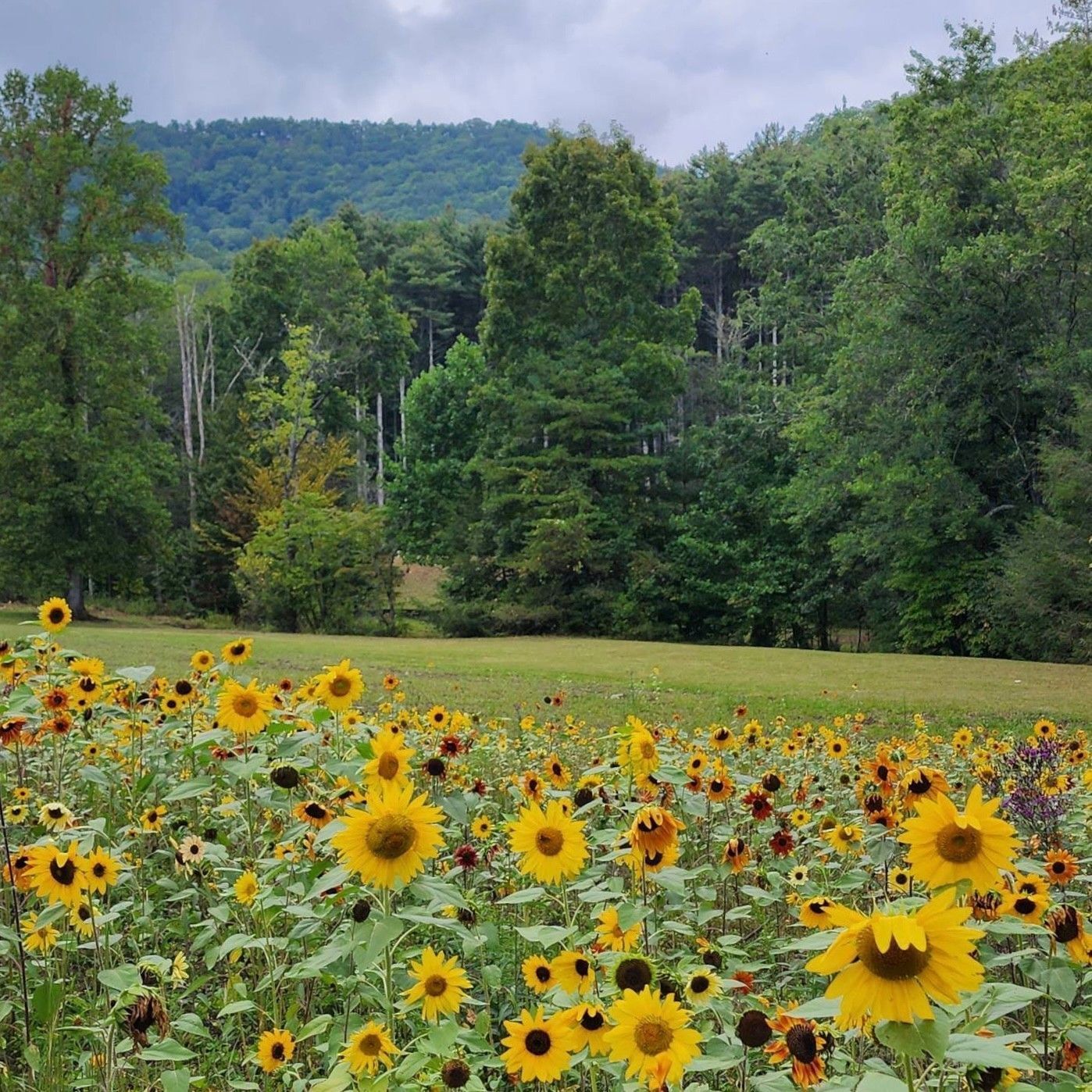 A field of sunflowers with mountains in the background