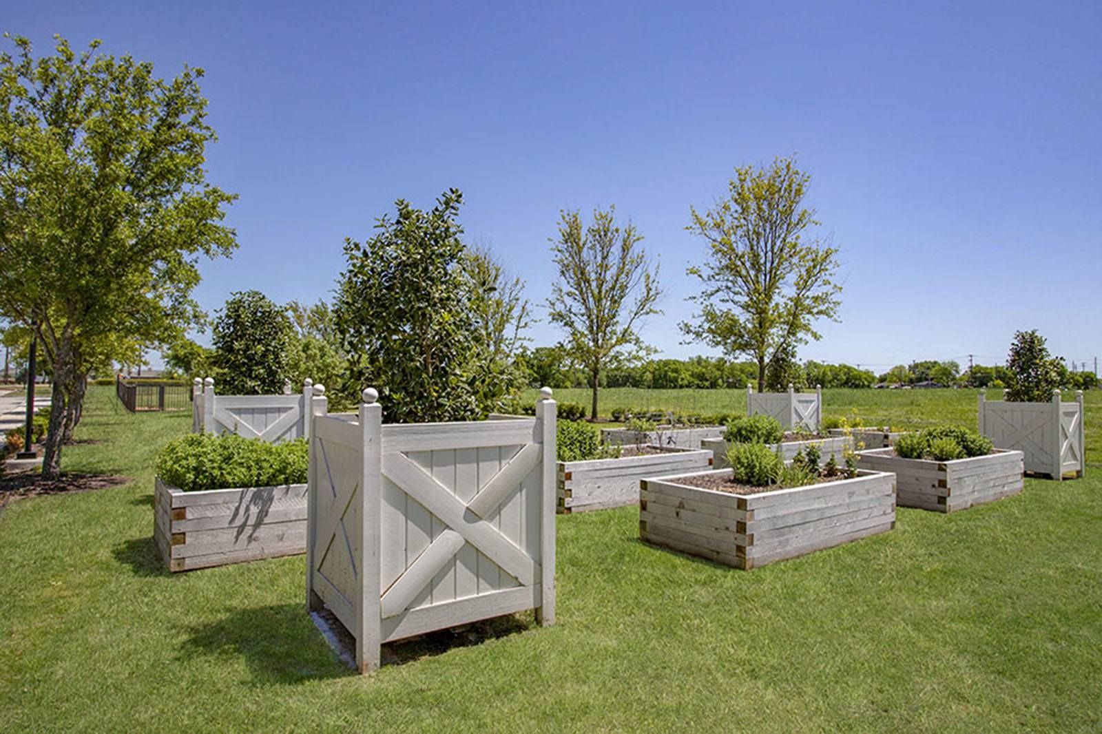 Outdoor garden with large white wooden planter boxes on a grassy lawn under a clear blue sky