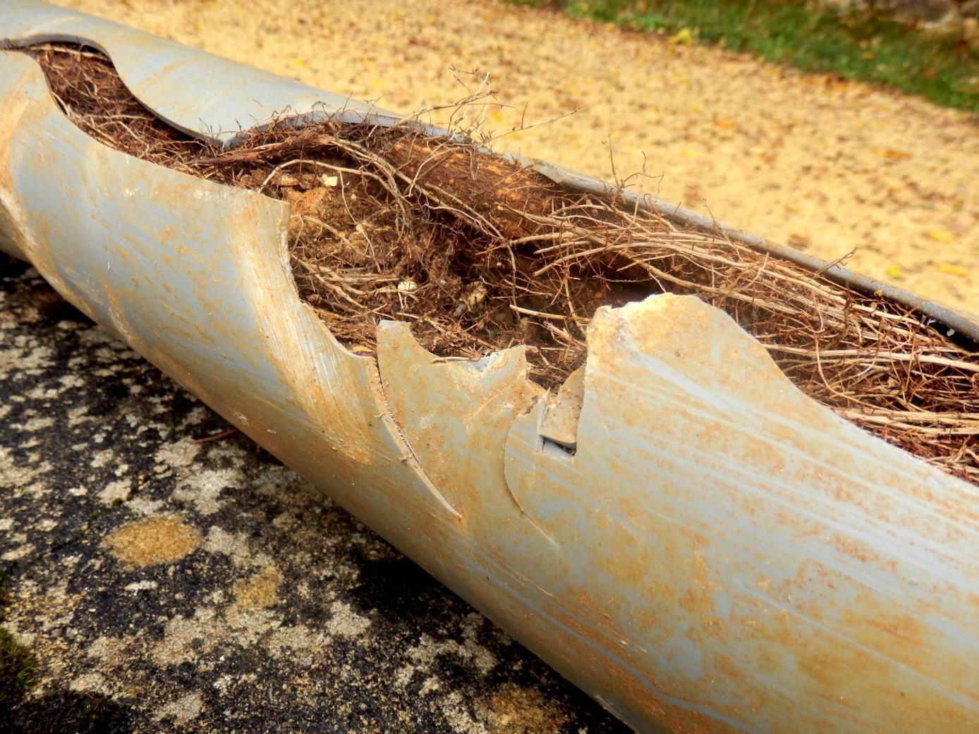 Damaged peeled log with exposed wood fibers on a gravel path