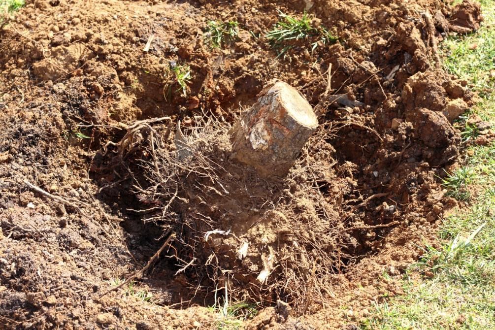 A dug-up tree stump with exposed roots in a dirt patch beside grass.
