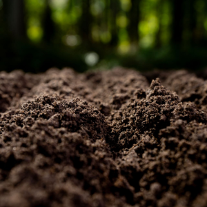 Fresh dark soil in a garden bed with blurred green trees in the background