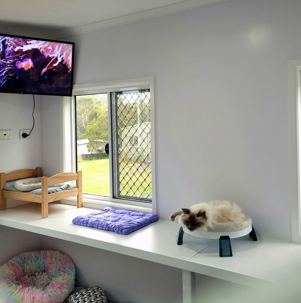 A cat in a bed perched on a shelf by a window, with a TV on the wall — Whispurrs Cat Retreat in Beerburrum, QLD