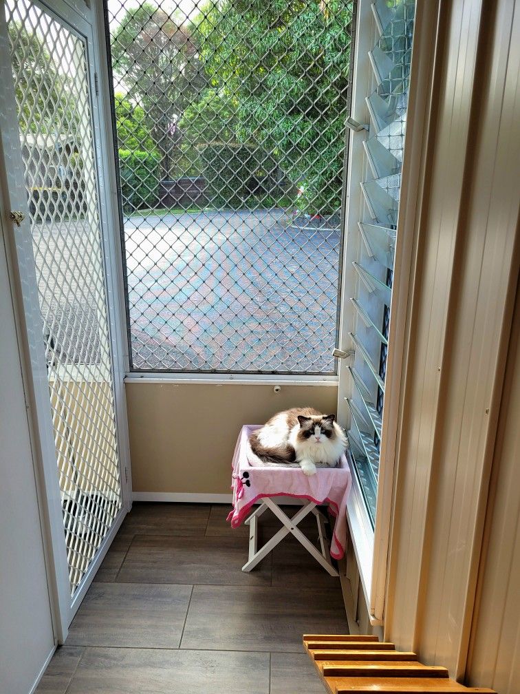 Cat sitting on a small pink table inside a screened-in porch — Whispurrs Cat Retreat in Beerburrum, QLD