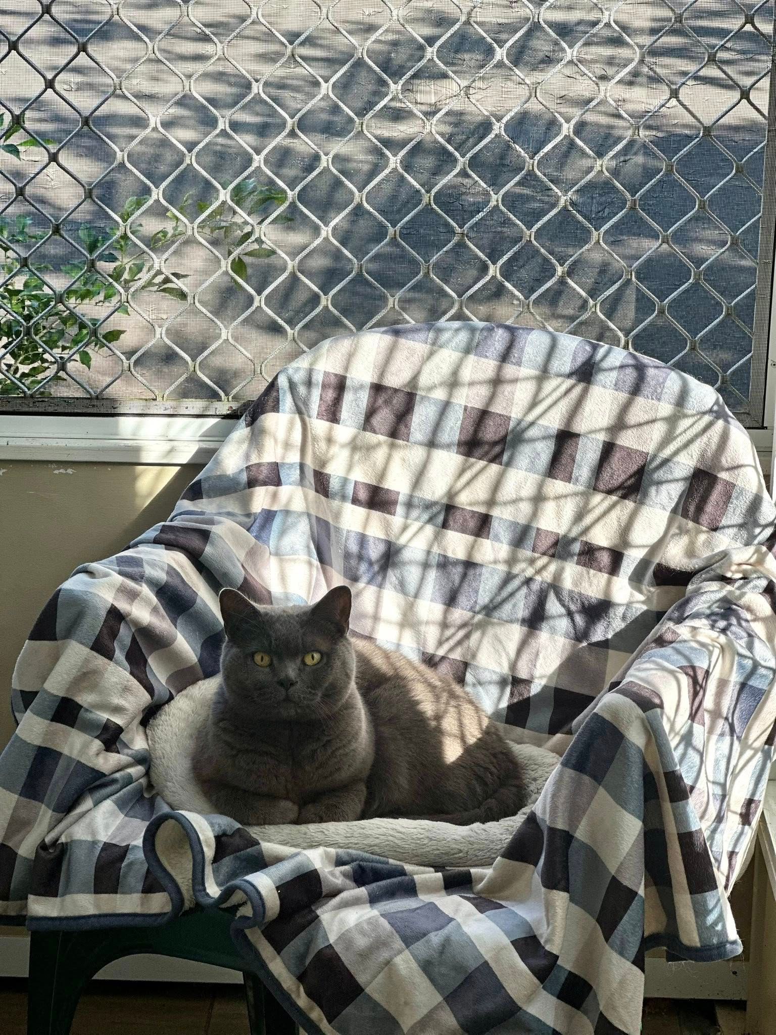 Gray cat resting in a checkered armchair on a porch — Whispurrs Cat Retreat in Beerburrum, QLD