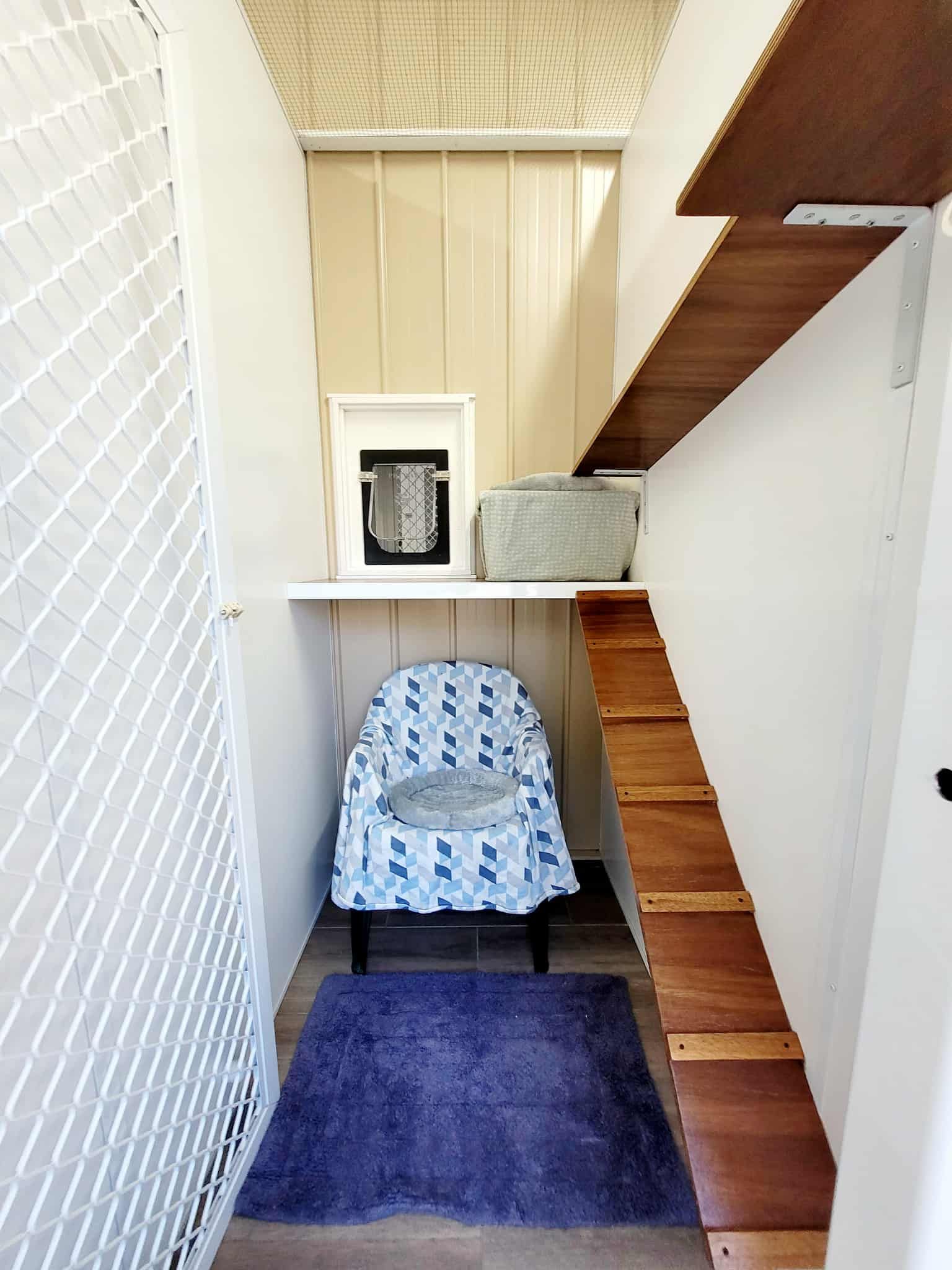 Orange tabby cat standing inside a shelter enclosure — Whispurrs Cat Retreat in Beerburrum, QLD