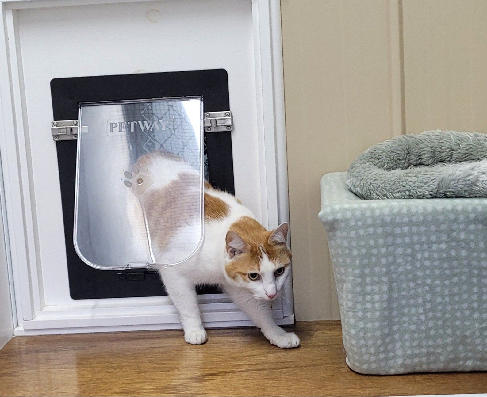 Cat exiting a pet door in a wall. The cat is white and orange — Whispurrs Cat Retreat in Beerburrum, QLD