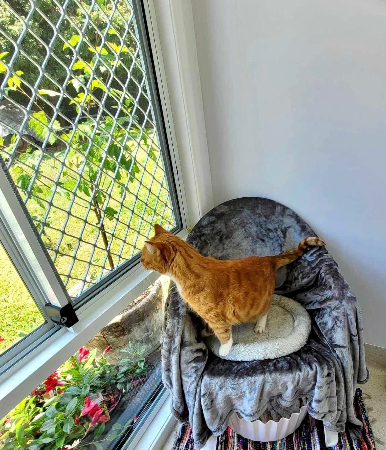 Orange cat standing on a chair, looking out a window. Window has a screen.