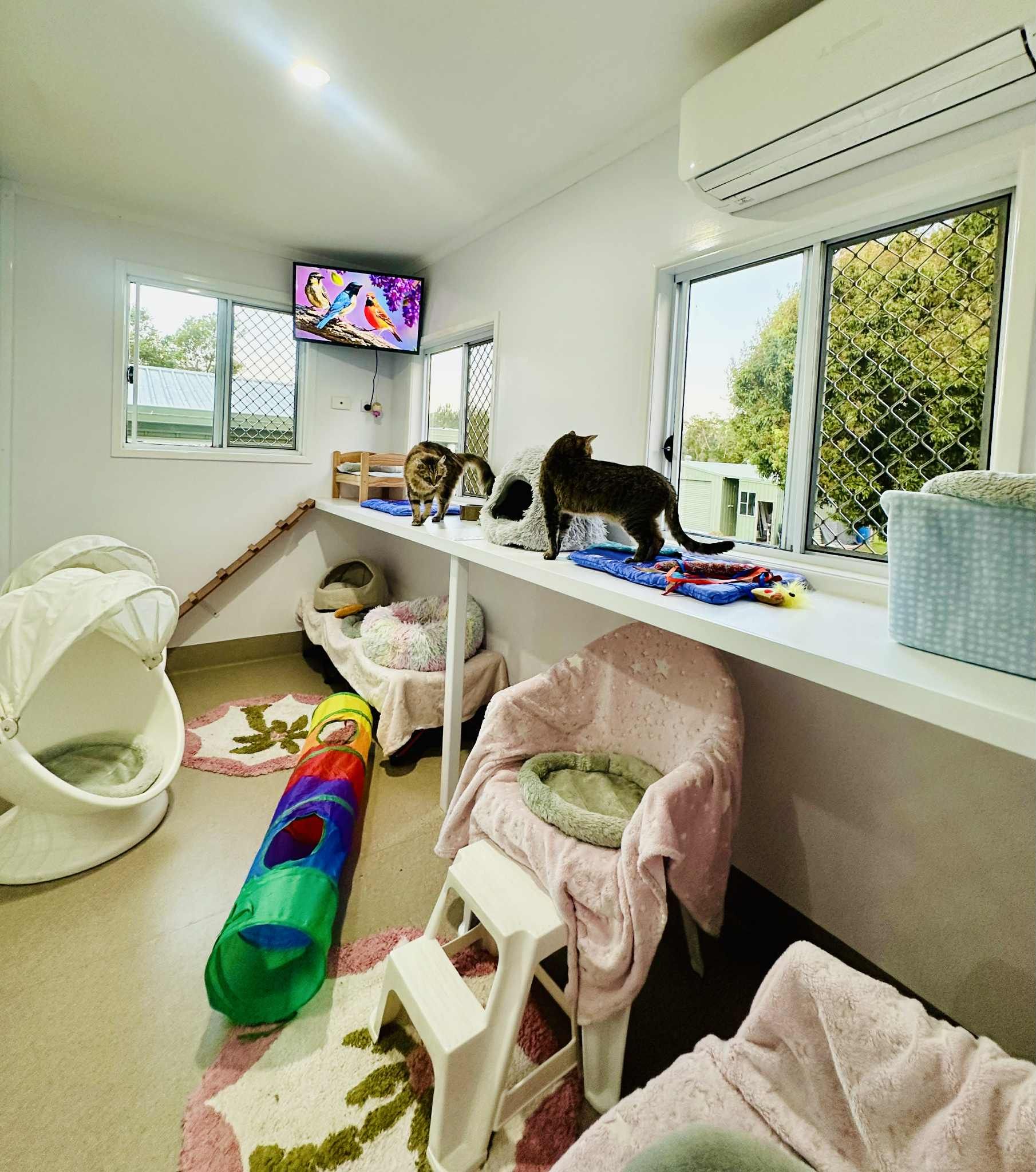 A cat playroom with various beds, toys, and a TV — Whispurrs Cat Retreat in Beerburrum, QLD
