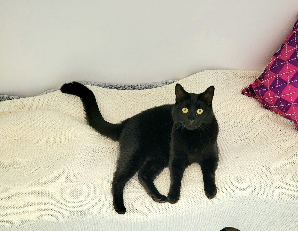 A Black Cat Is Laying On A White Blanket — Whispurrs Cat Retreat in  Beerburrum, QLD