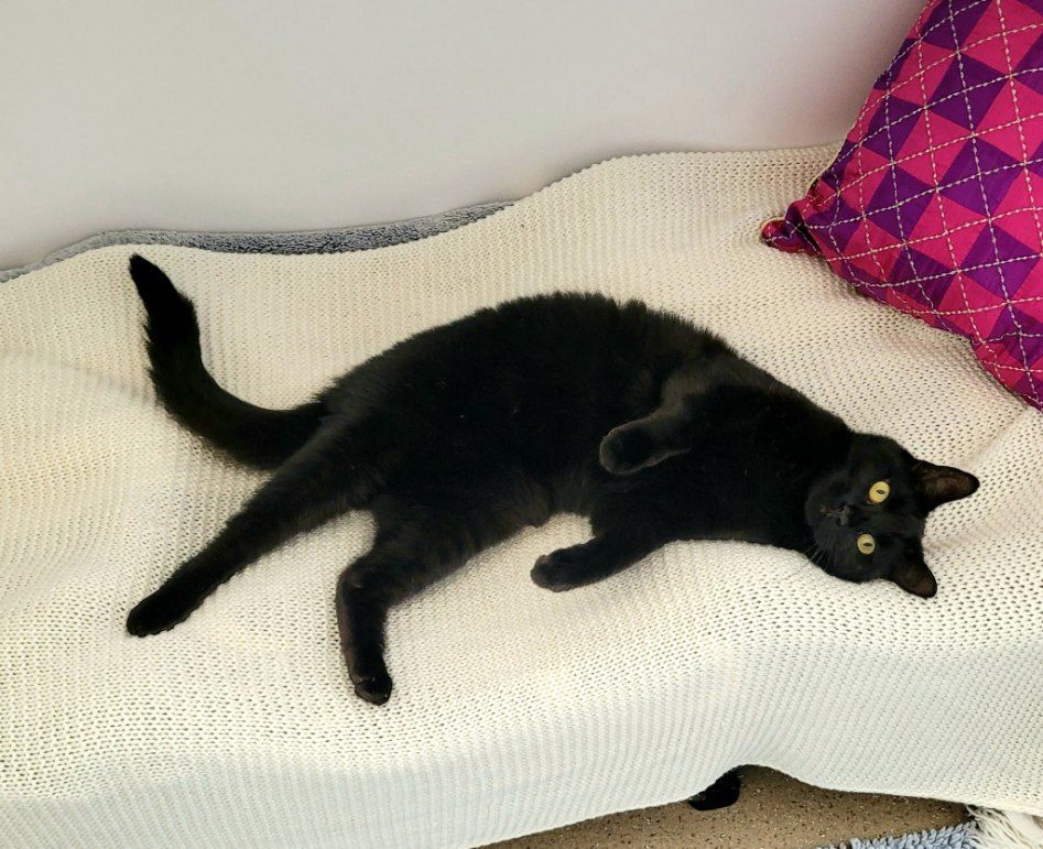 A Black Cat Is Laying On Its Back On A White Blanket — Whispurrs Cat Retreat in  Beerburrum, QLD