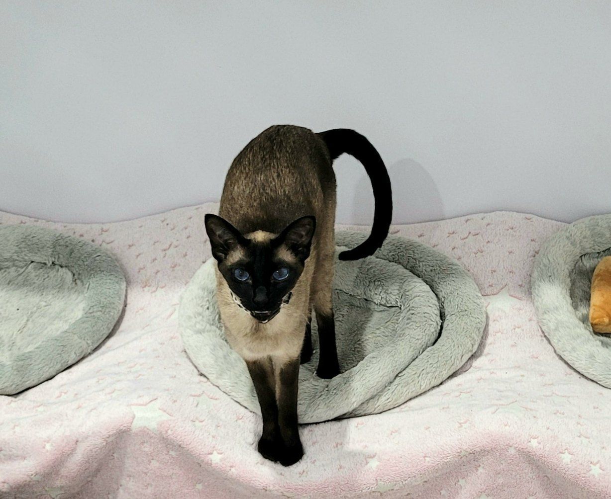 A Siamese Cat With Blue Eyes Is Standing On A Bed — Whispurrs Cat Retreat in  Beerburrum, QLD