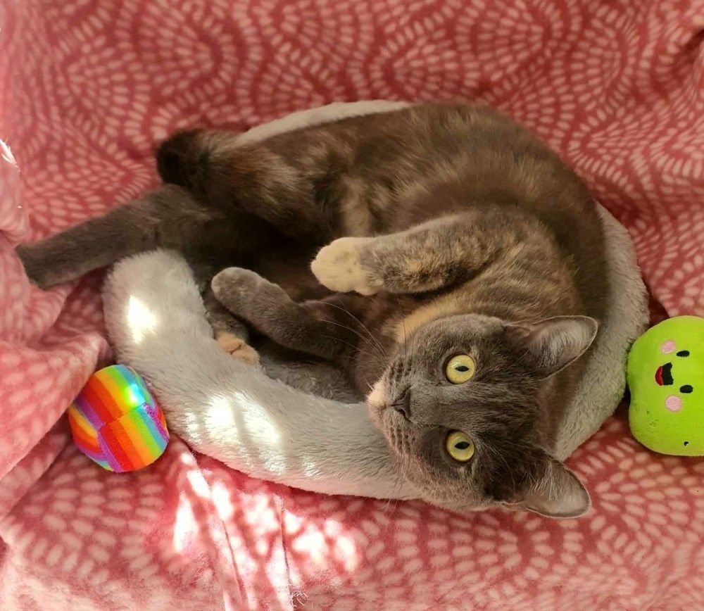 A Cat Is Laying On Its Back In A Cat Bed Next To A Toy — Whispurrs Cat Retreat in  Beerburrum, QLD