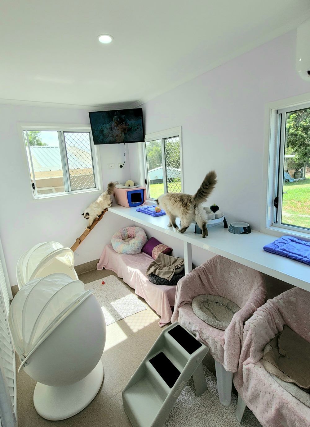 A Cat Is Standing On A Table In A Room — Whispurrs Cat Retreat in Beerburrum, QLD