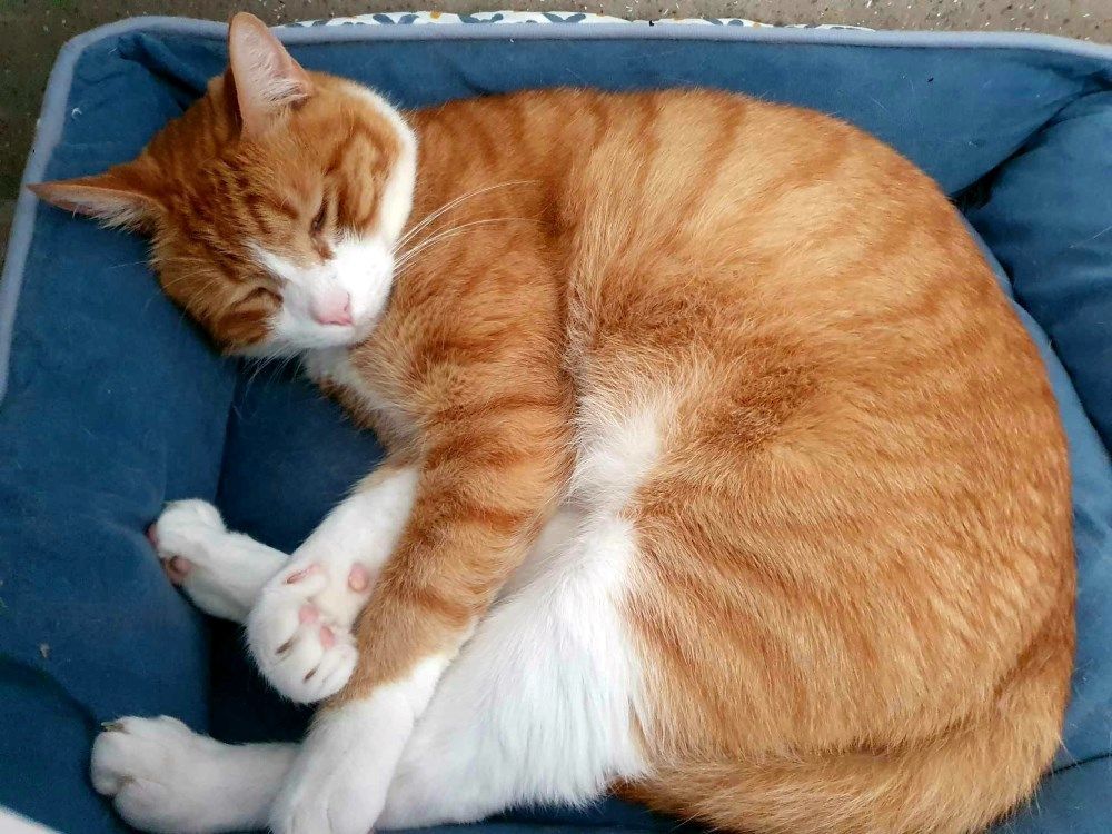 An Orange And White Cat Sleeping On A Blue Pillow — Whispurrs Cat Retreat in Beerburrum, QLD