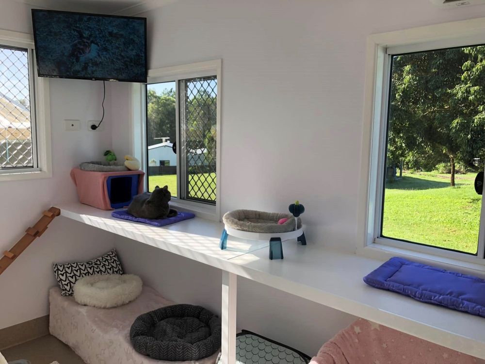 A Room With A Lot Of Windows And A Tv On The Wall — Whispurrs Cat Retreat in Caloundra, QLD