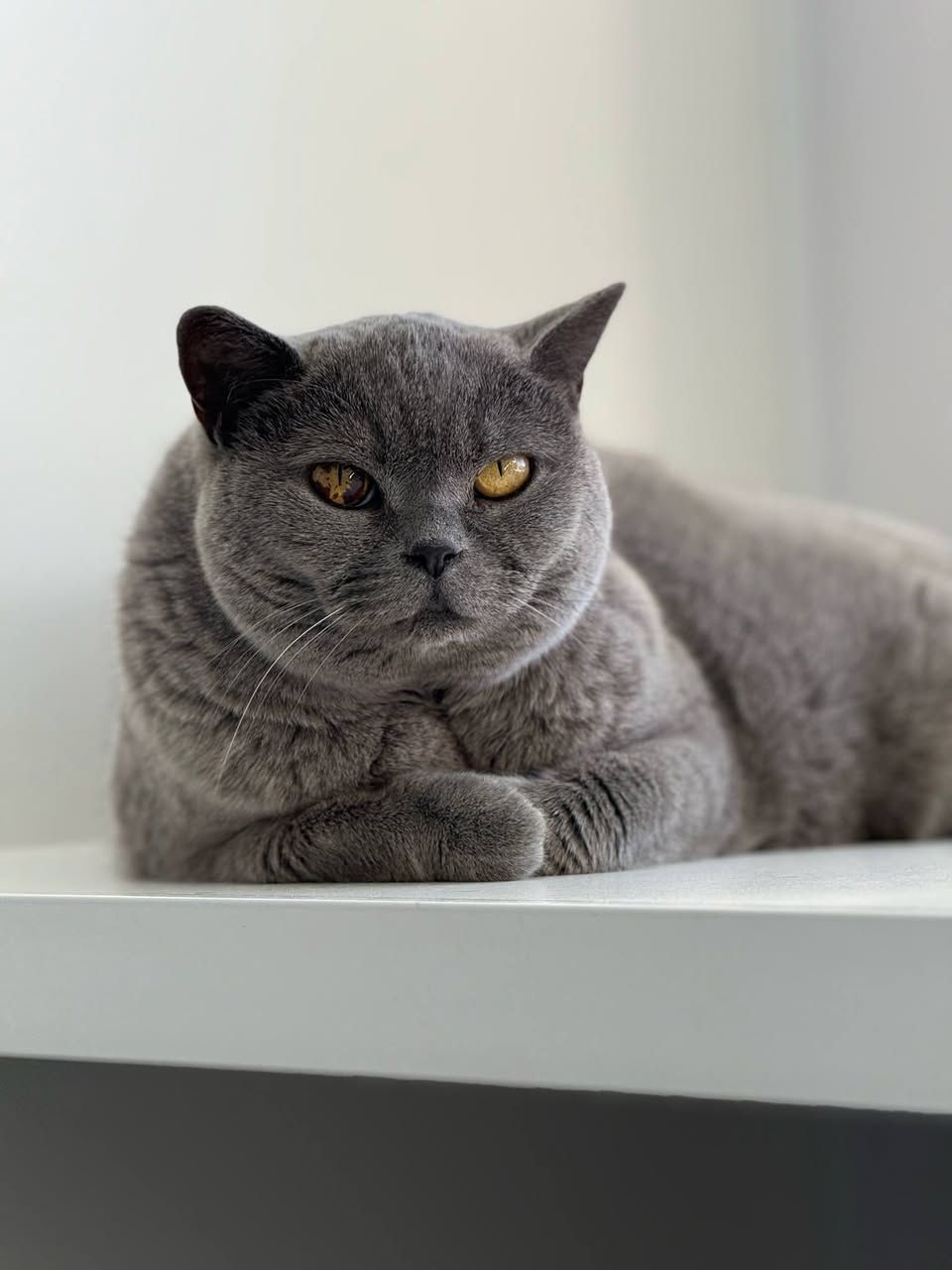 A Cat Is Sitting On A Blanket On Top Of A Staircase — Whispurrs Cat Retreat in Beerburrum, QLD