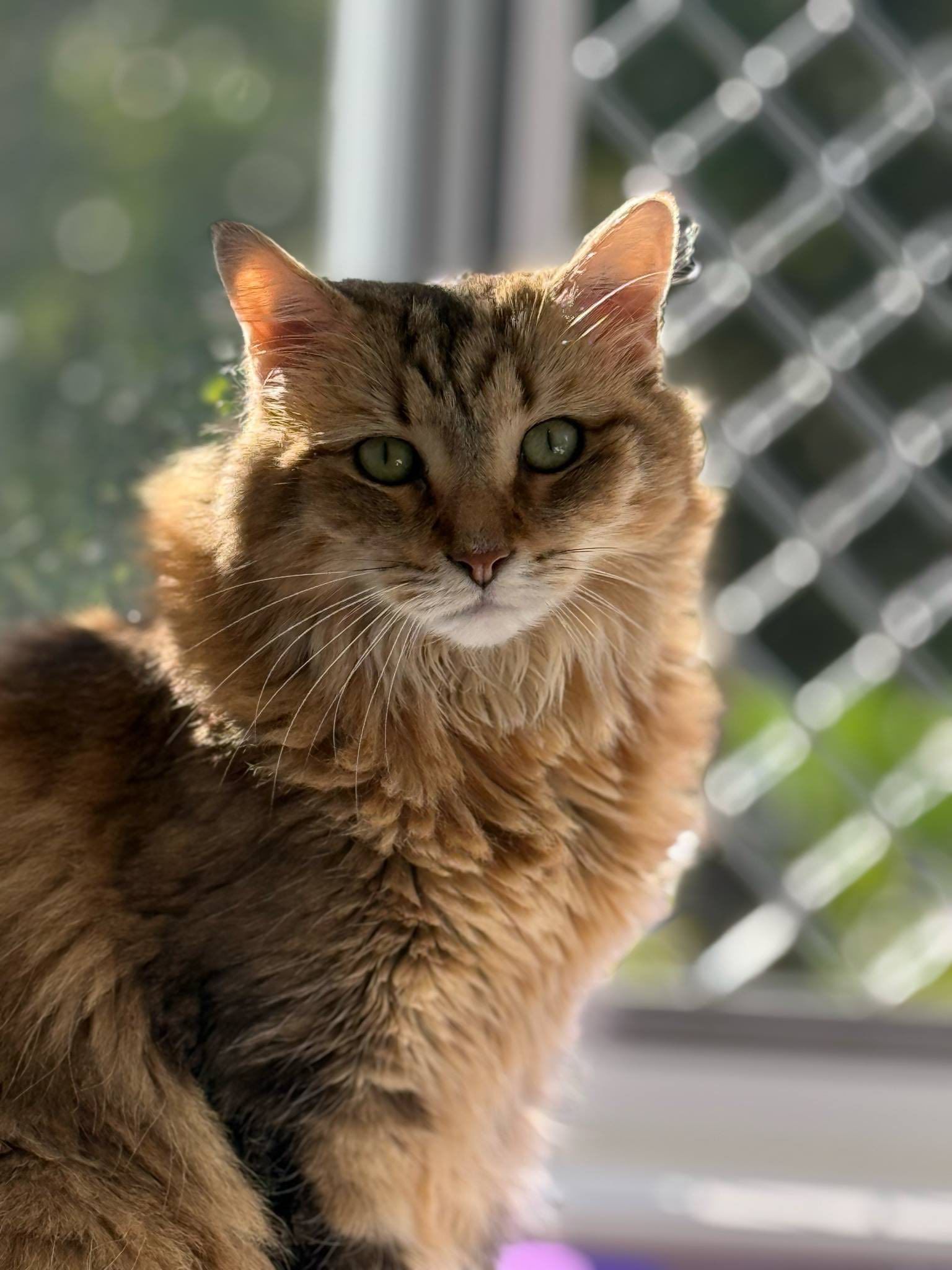 A Small Room With A Chair And A Window — Whispurrs Cat Retreat in Beerburrum, QLD