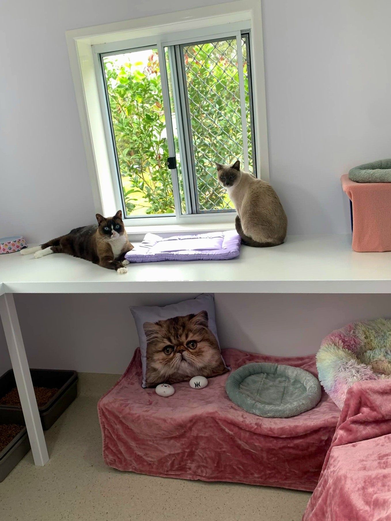 A Room With A Dog In A Bed And A Television On The Wall — Whispurrs Cat Retreat in  Beerburrum, QLD