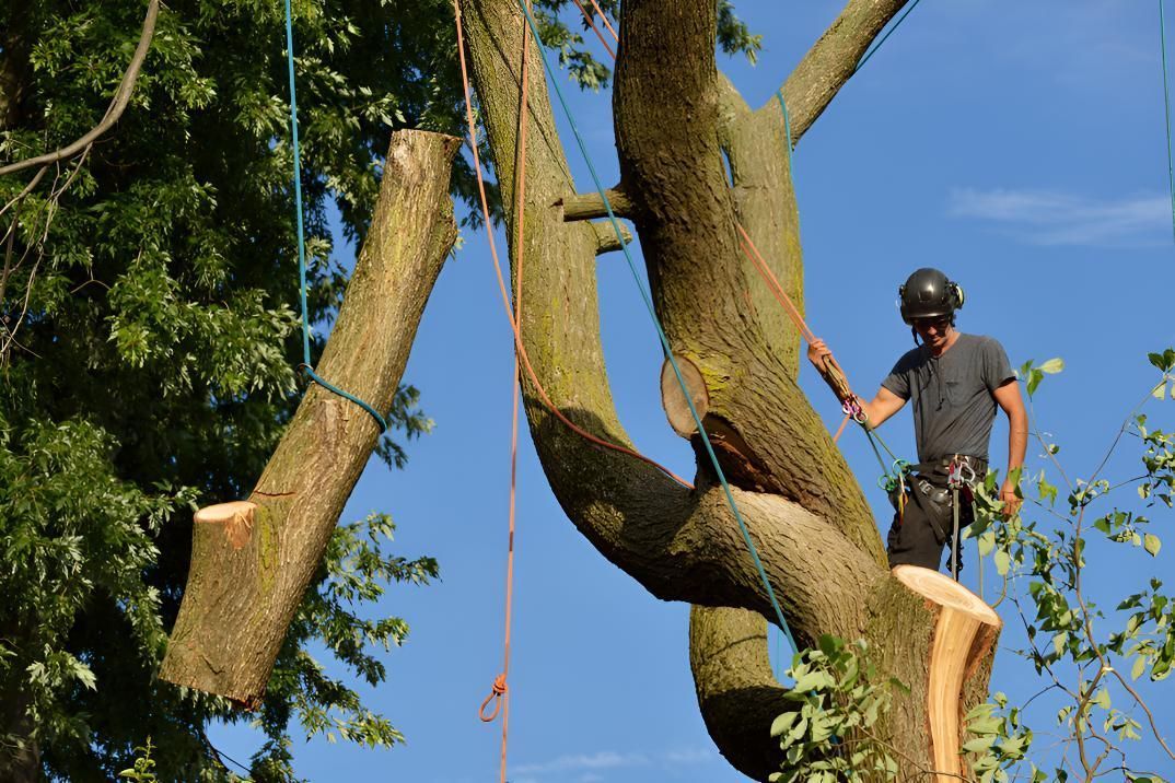 Arborist Trimming a Large Tree With Ropes and Safety Gear — Boland Contracting In Wellington, NSW