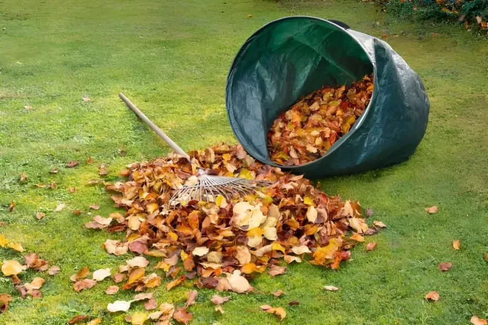 Rake and Pile of Fallen Leaves Next to a Tipped-over Green Leaf Bag on a Lawn — Boland Contracting In Wellington, NSW
