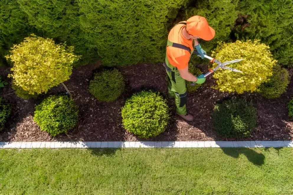 Gardener Pruning Shrubs With Large Shears in a Landscaped Garden — Boland Contracting In Wellington, NSW