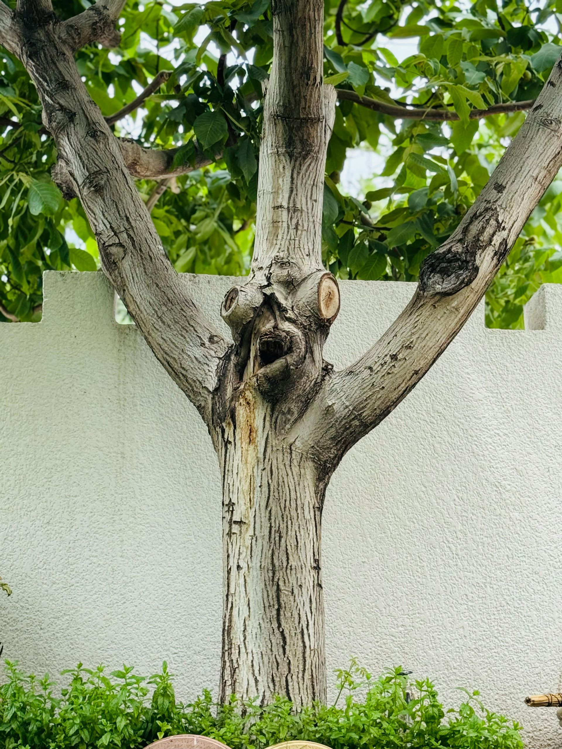 Tree with a surprised face in its bark — quirky image representing unique or unexpected ideas