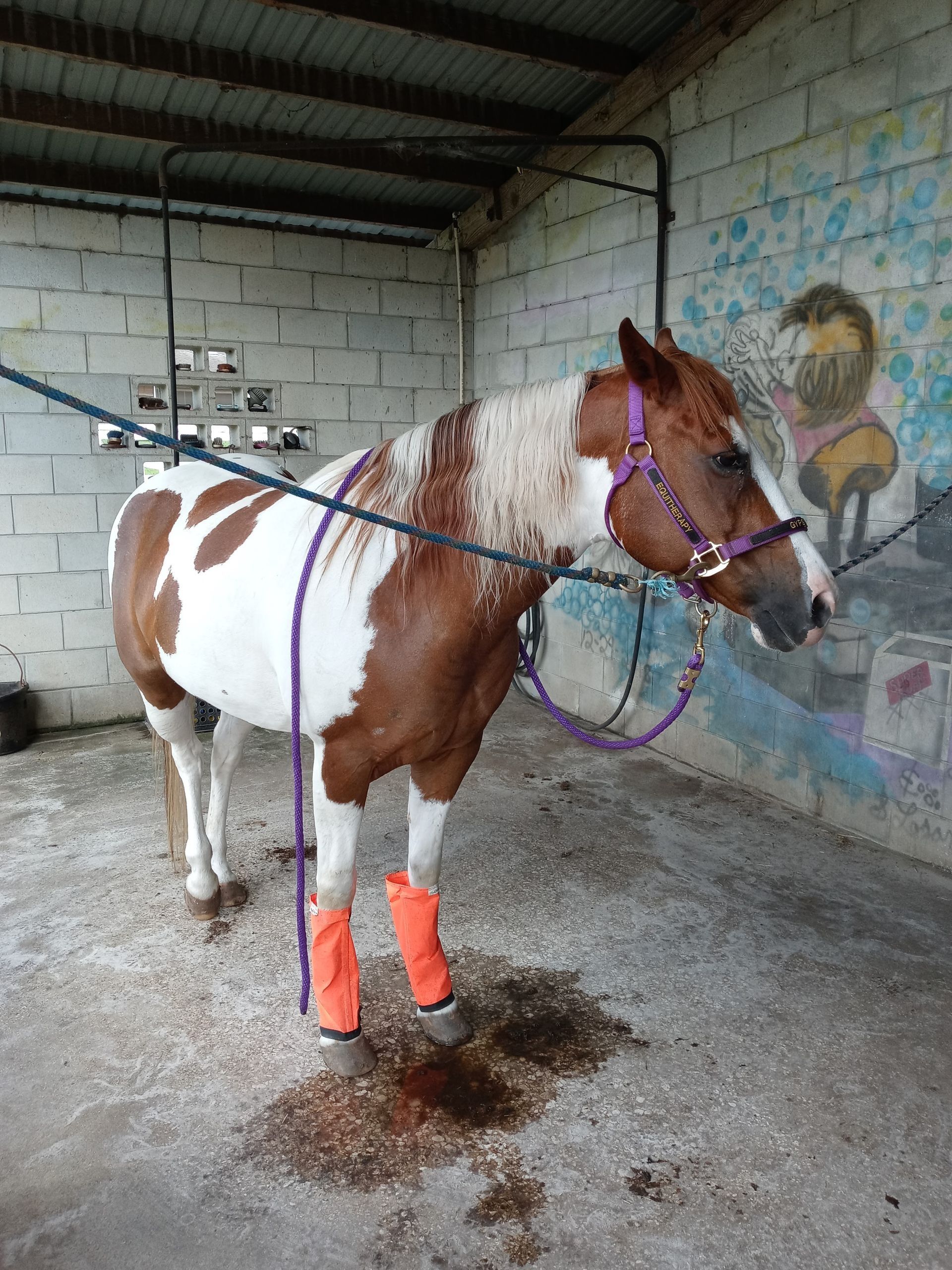 Pinto horse standing in a stable aisle, wearing a halter and orange leg wraps.