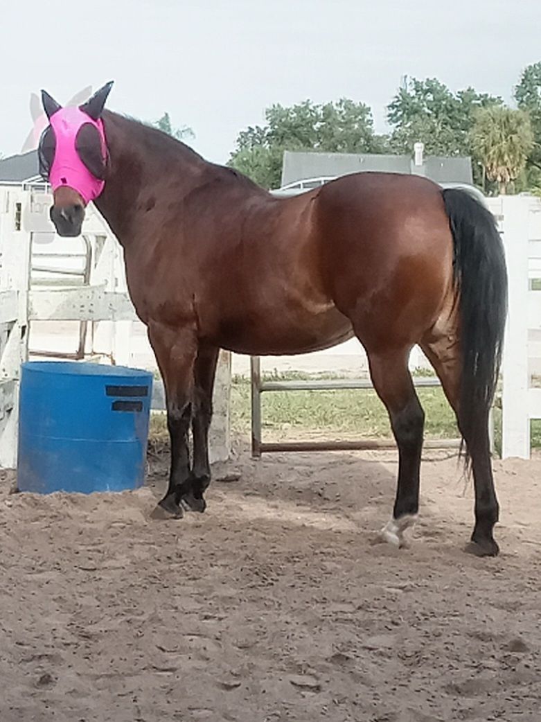 Brown horse wearing a bright pink fly mask, standing in a sandy paddock near a blue barrel